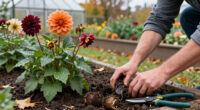 What To Do With Dahlias In October – 3 Crucial Tasks To Keep Them Thriving This Autumn