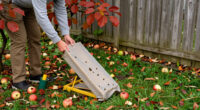Why Yellowjackets Are More Aggressive In Fall—and How To Avoid Them